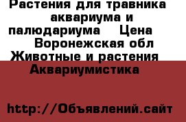 Растения для травника,  аквариума и палюдариума! › Цена ­ 20 - Воронежская обл. Животные и растения » Аквариумистика   